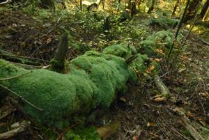 Leucobryum